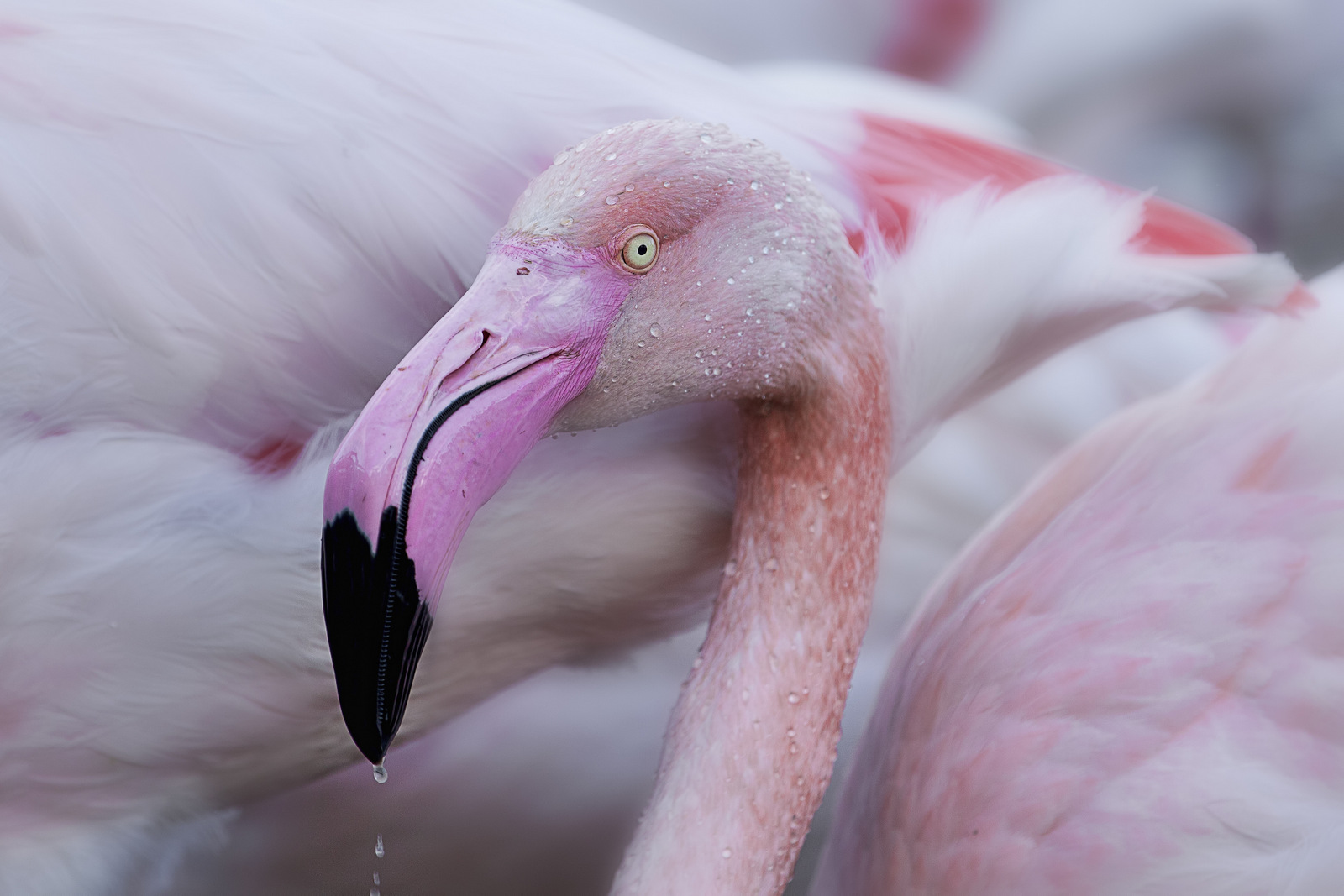 "Flamand rose et gouttes d'eau" par Martine Benezech